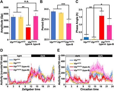 Cell Type-Specific Genetic Manipulation and Impaired Circadian Rhythms in ViptTA Knock-In Mice